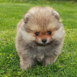 a Zwegspitz puppy with gray-brown fur