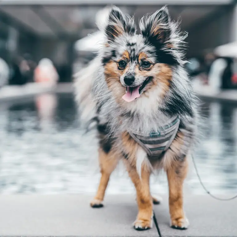 ein Zwergspitz mit braun, schwarz und grau gestromtem Fell