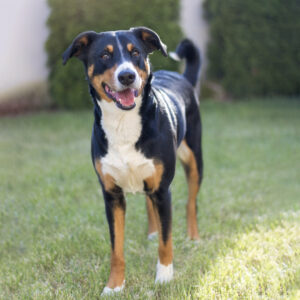 appenzeller sennenhund