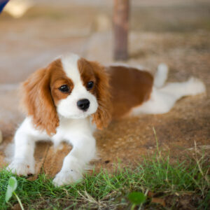 chiot cavalier king charles spaniel