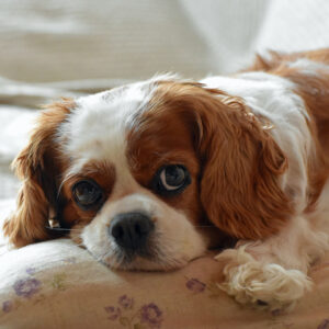 cavalier king charles spaniel couché sur un lit