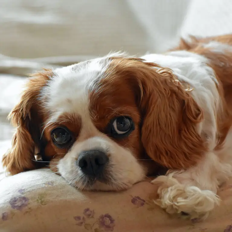 cavalier king charles spaniel liegt auf bettchen