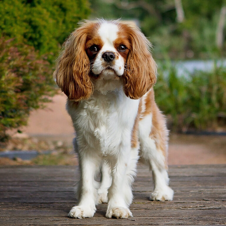 cavalier king charles spaniel