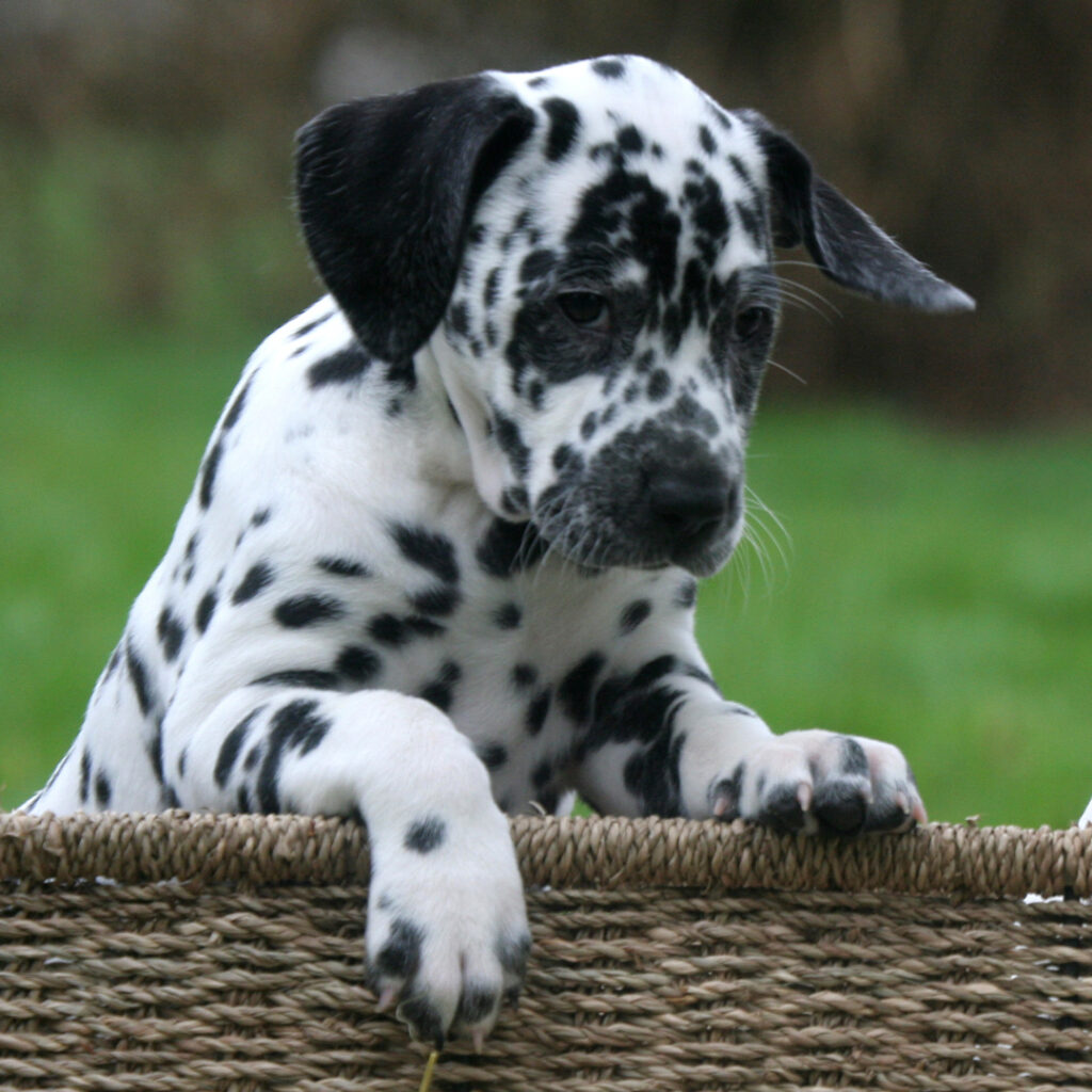 Pongo