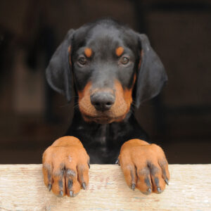 Dobermann welpe