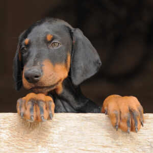 doberman chiot