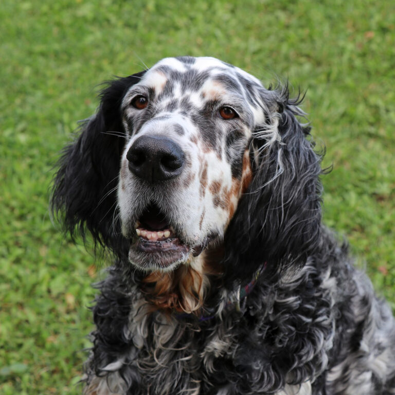 erwachsener english setter