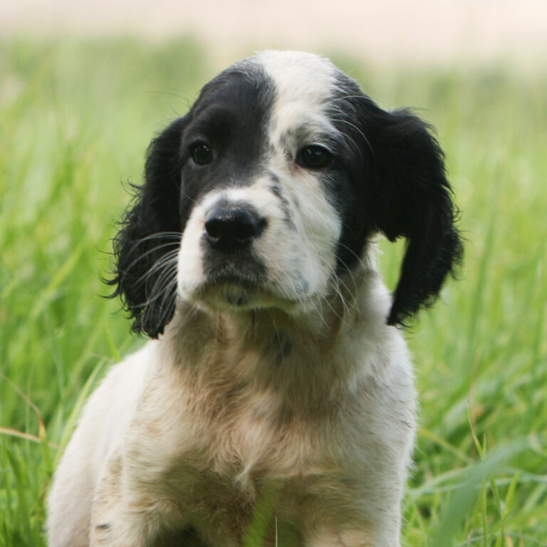 english setter welpe auf wiese