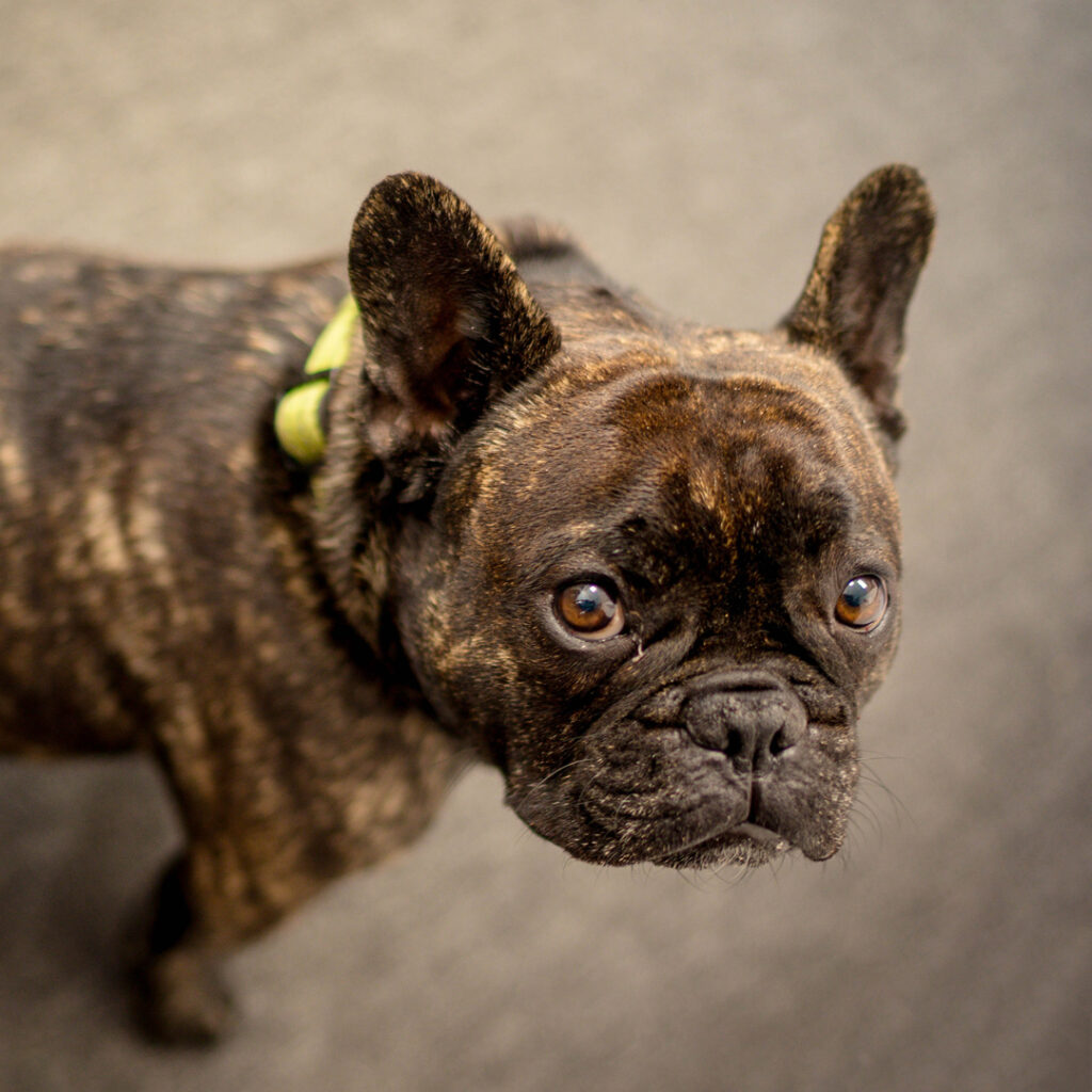 Französische Bulldogge