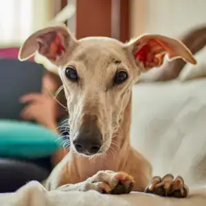 galgo espagnol