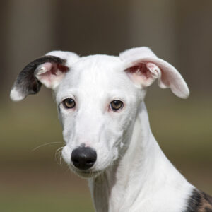 a galgo lagotto puppy with white fur and one black ear green-brown eyes