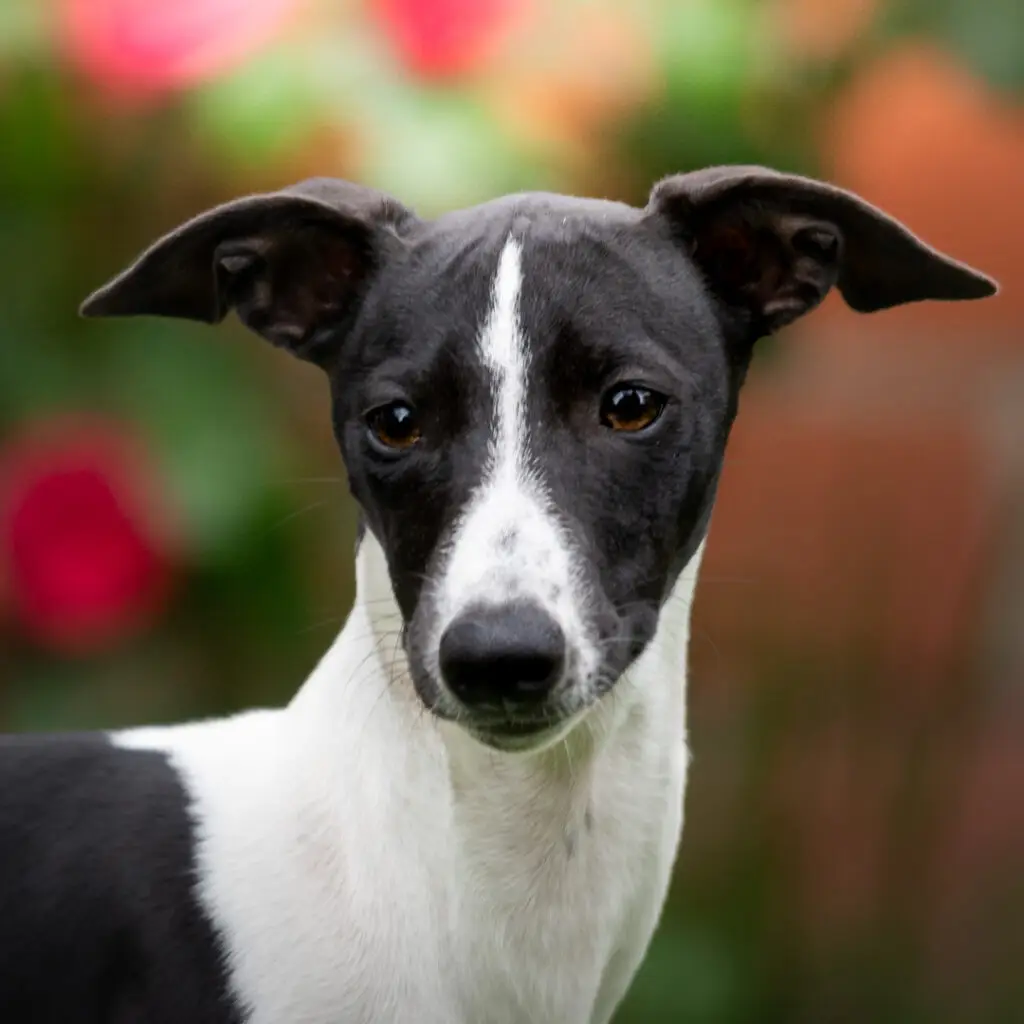 ein galgo lagotto welpe mit weisser Schnauze und schwarzem Fell grosse braune Augen