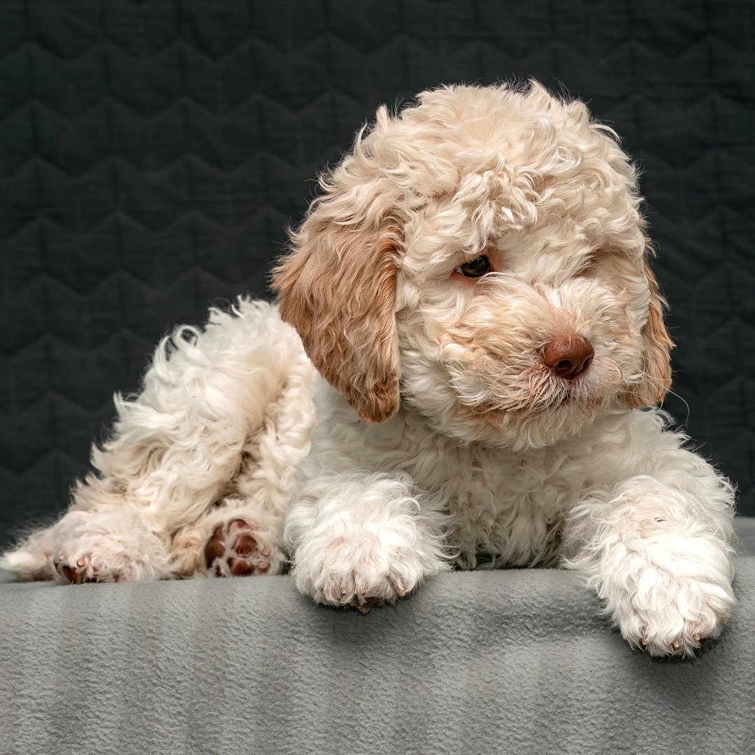 Lagotto Romagnolo Deinen Traumhund Findest Du Bei Uns