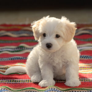 Malteser