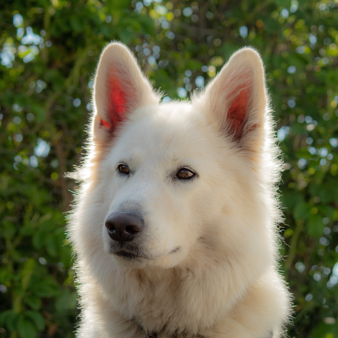 Weisser Schweizer Schäferhund