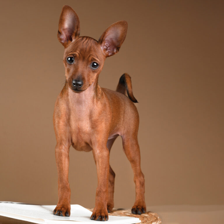 ein aufgestellter Zwergpinscher mit grossen Ohren