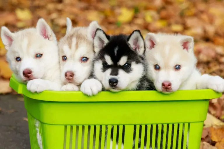 Welpenverkauf aus Kiste