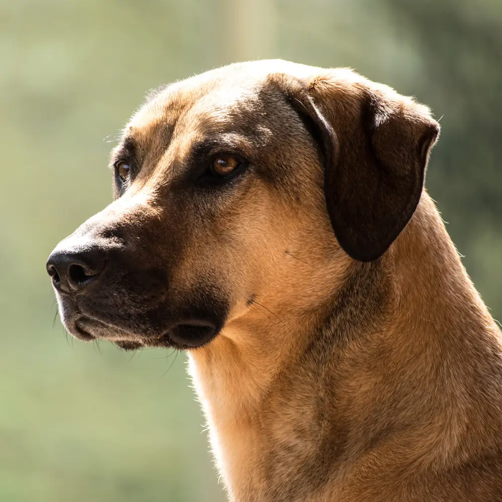 Kangal