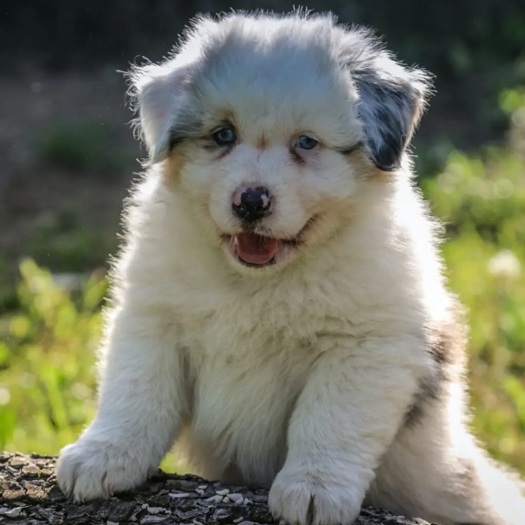 Süsser Australian Shepherd Welpe schaut herzig