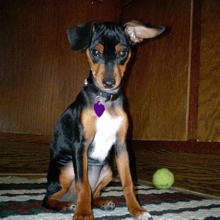 Süsser Zwergpinscher schaut herzig